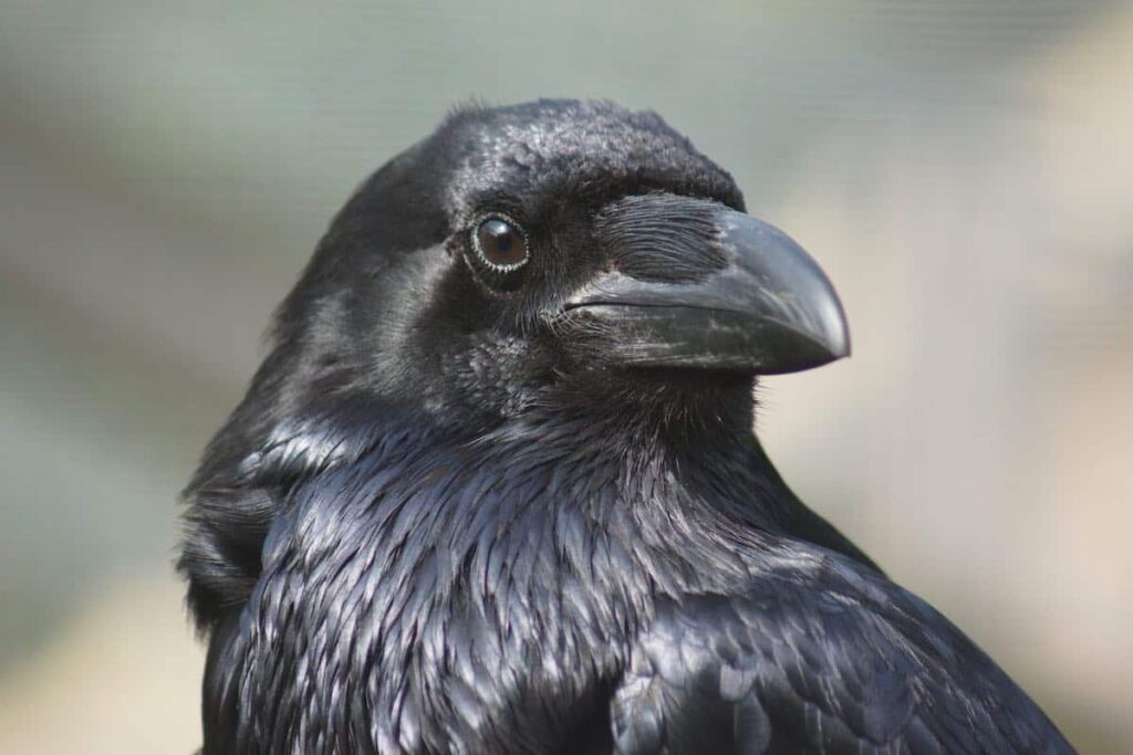 Crows Are Just As Aware As Us And Smarter Than We Thought, According To A New Study