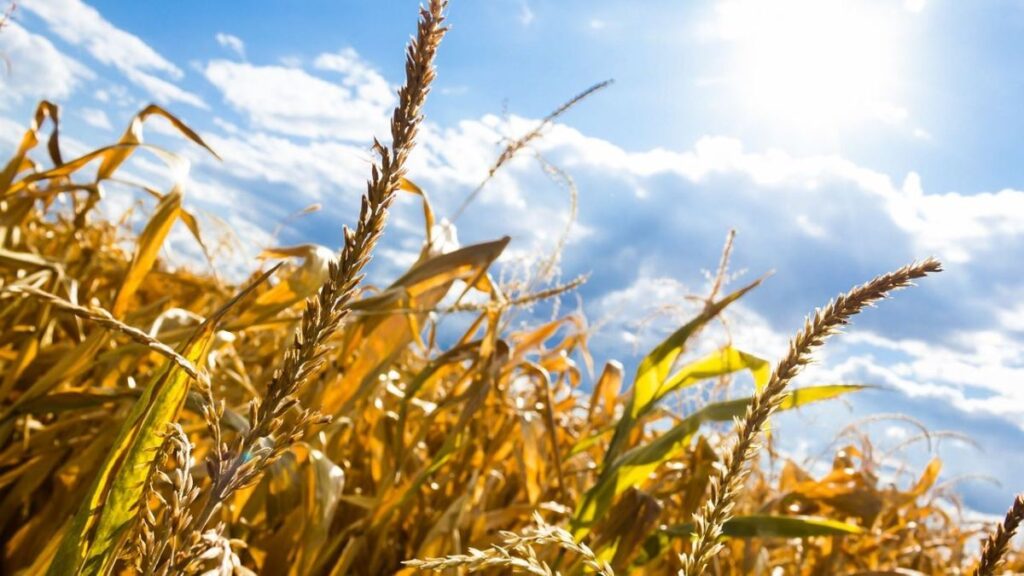 Falling agricultural yields in Europe could drive up pricesEcoPortal.net