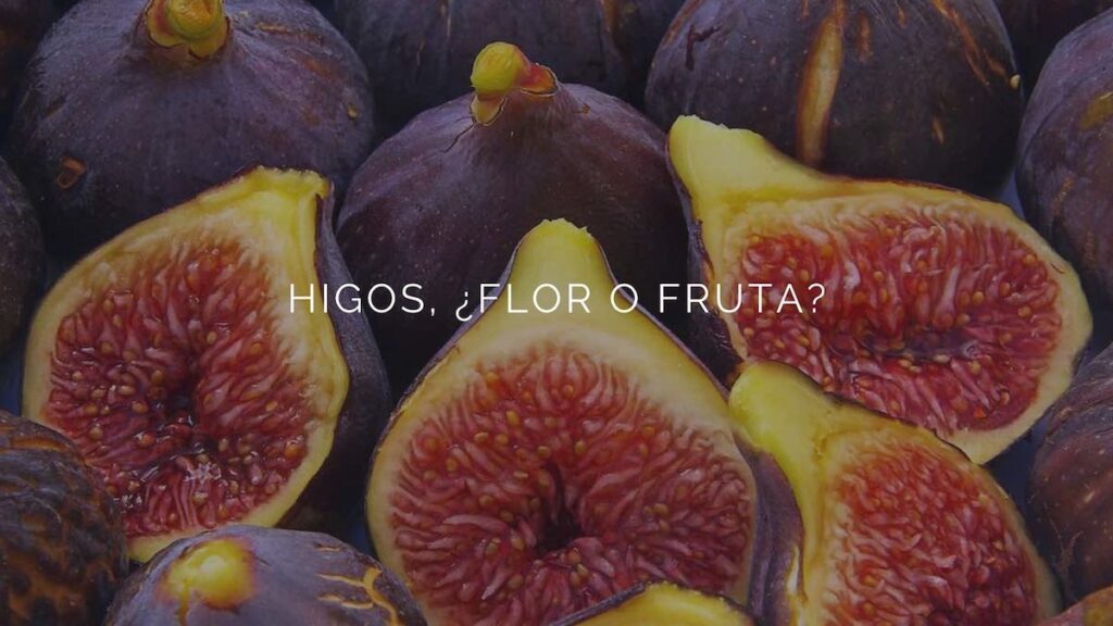 Figs, flower or fruit?