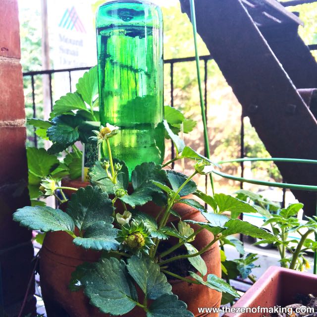 How to use a glass bottle as a self-contained irrigation system