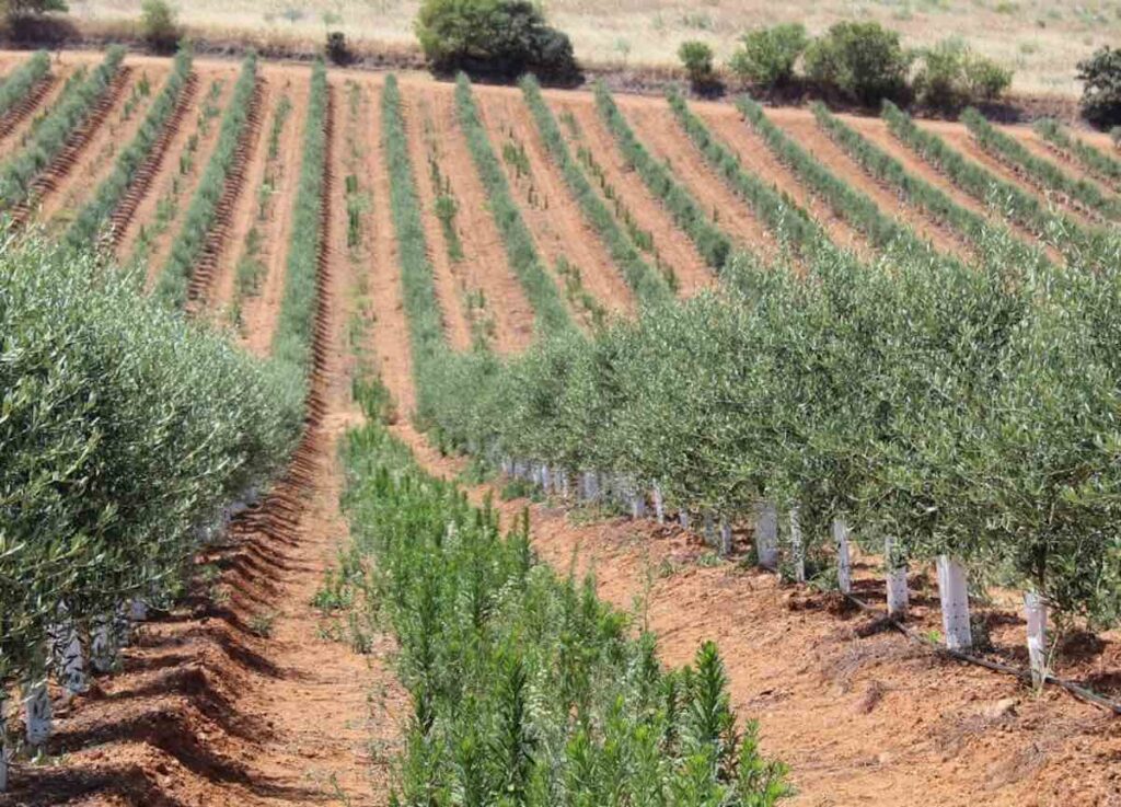 The most profitable crops in Spain