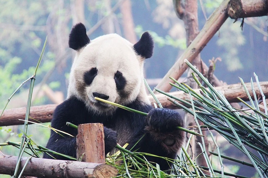 They find the last panda in Europe