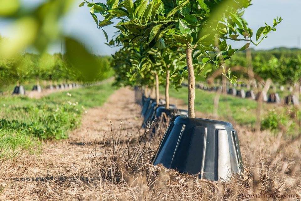 T-PEE tree.  A protector that reduces the water and fertilizer needs of trees by 90%