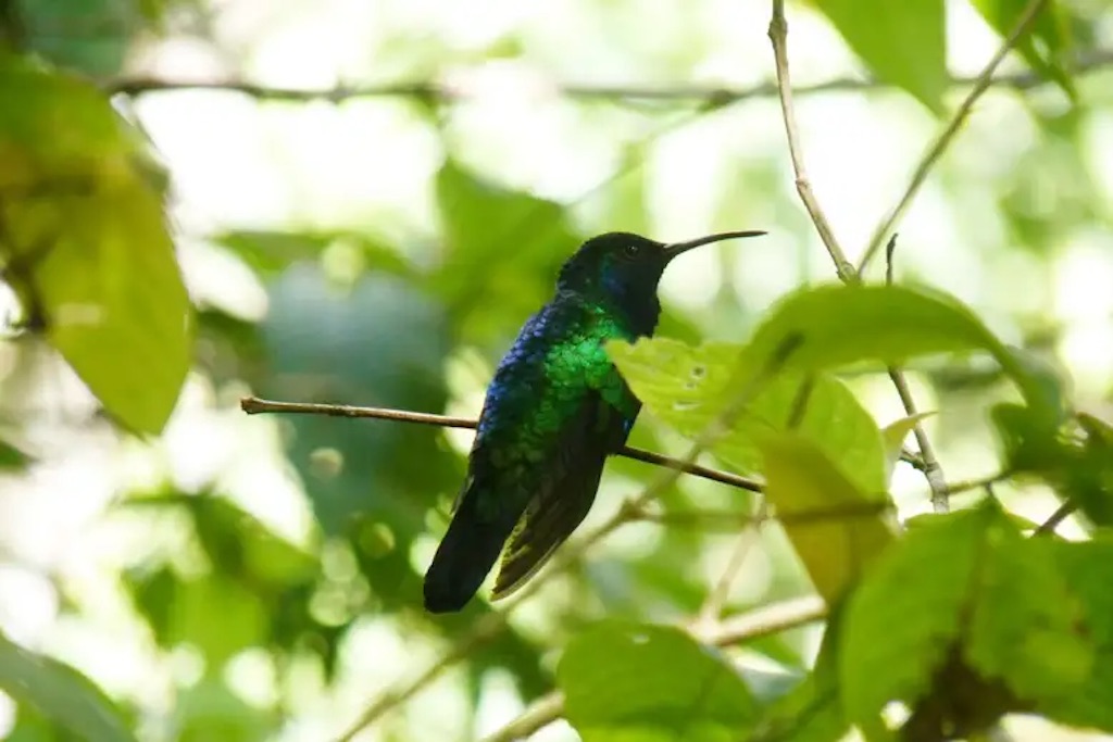 They find a hummingbird thought to be extinct in the Colombian mountains, one of the world's 10 most wanted bird species