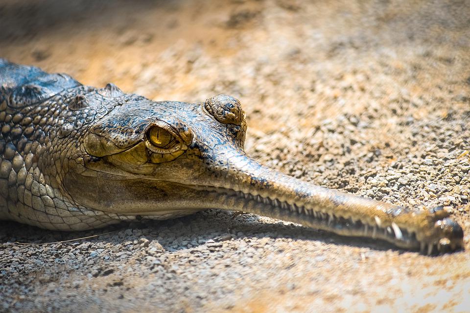 A species of crocodile is on the verge of extinction