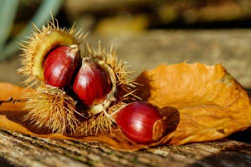 how to germinate chestnuts