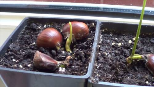 how to germinate a chestnut