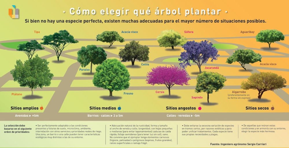 Cómo elegir que árbol plantar