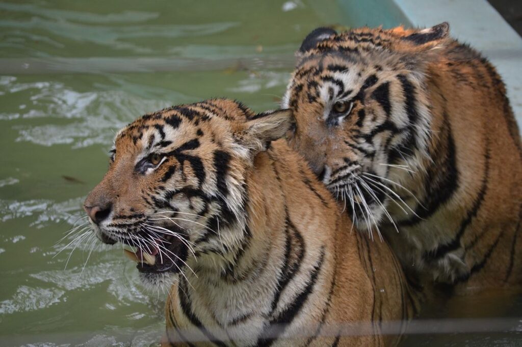 Tigres Tailandia