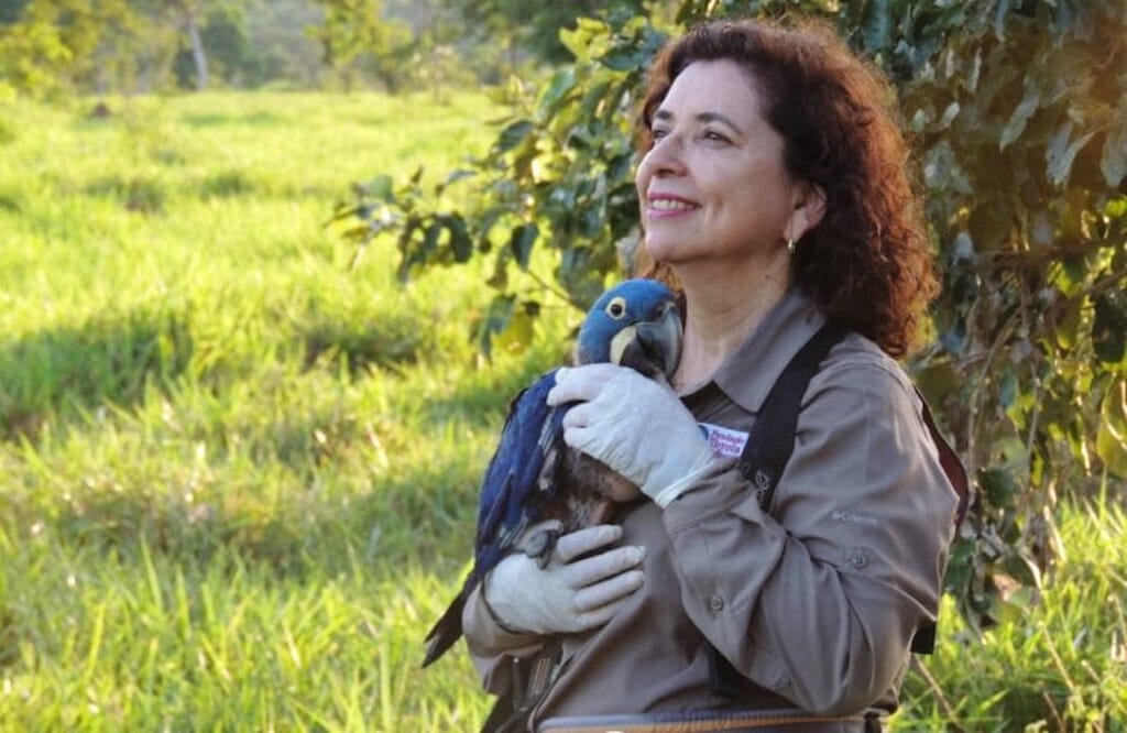 The Brazilian who saved blue macaws from extinction