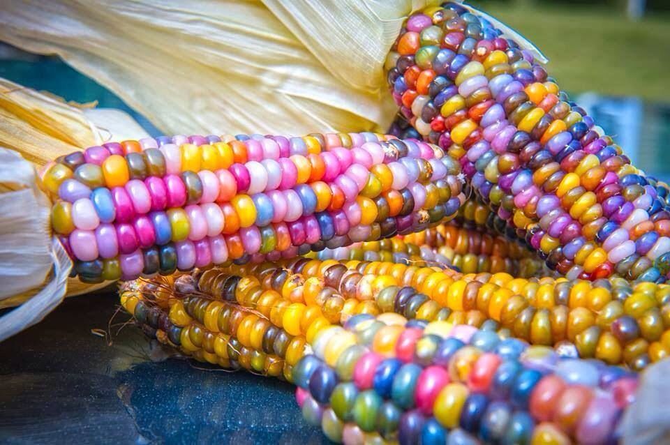 maíz, semillas, transgénicos, biotecnología, comunidades indígenas