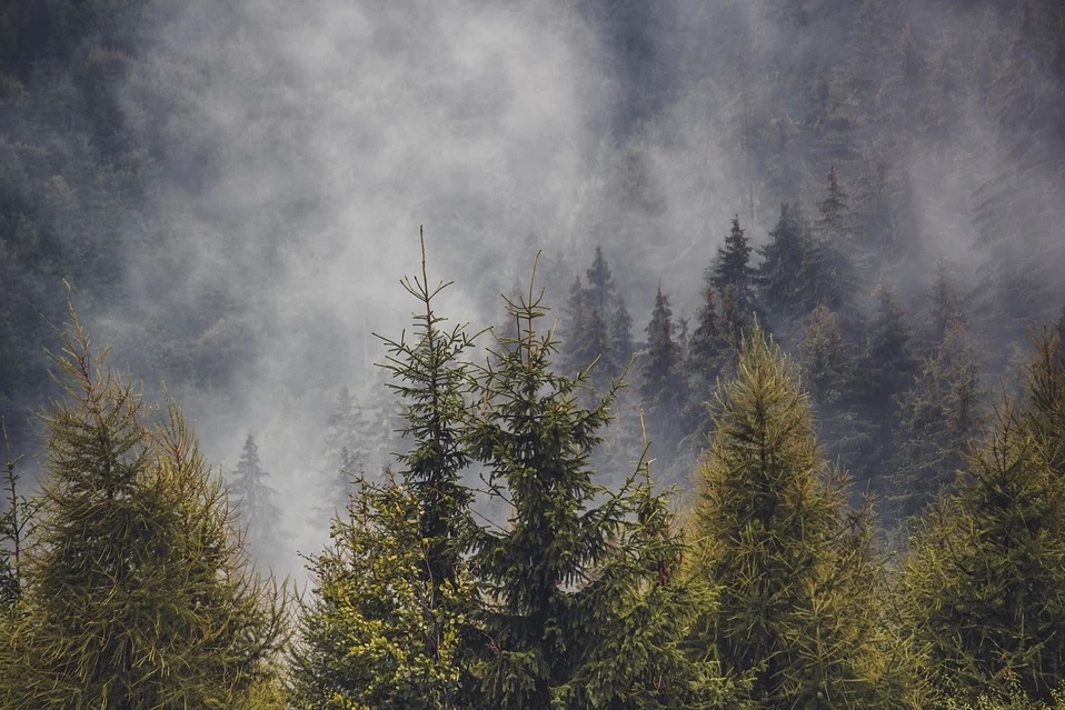 How does global change affect the pines of the Pyrenees?