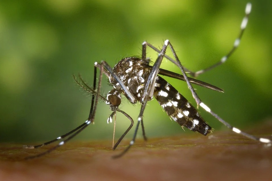 How do mosquitoes locate us?