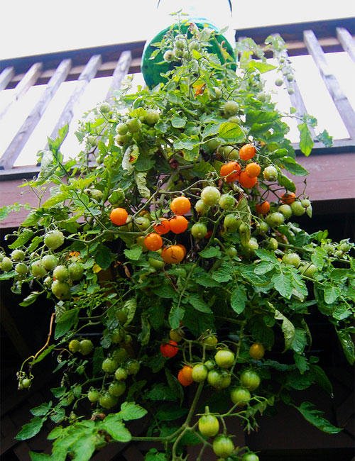 huerta, huerta urbana, tomates, tomates Cherry, botellas, reciclado, reutilización, plástico