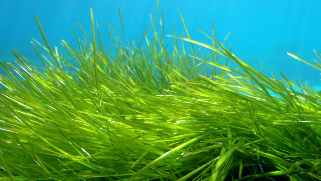 They warn of the impact of the heat of the sea on Posidonia