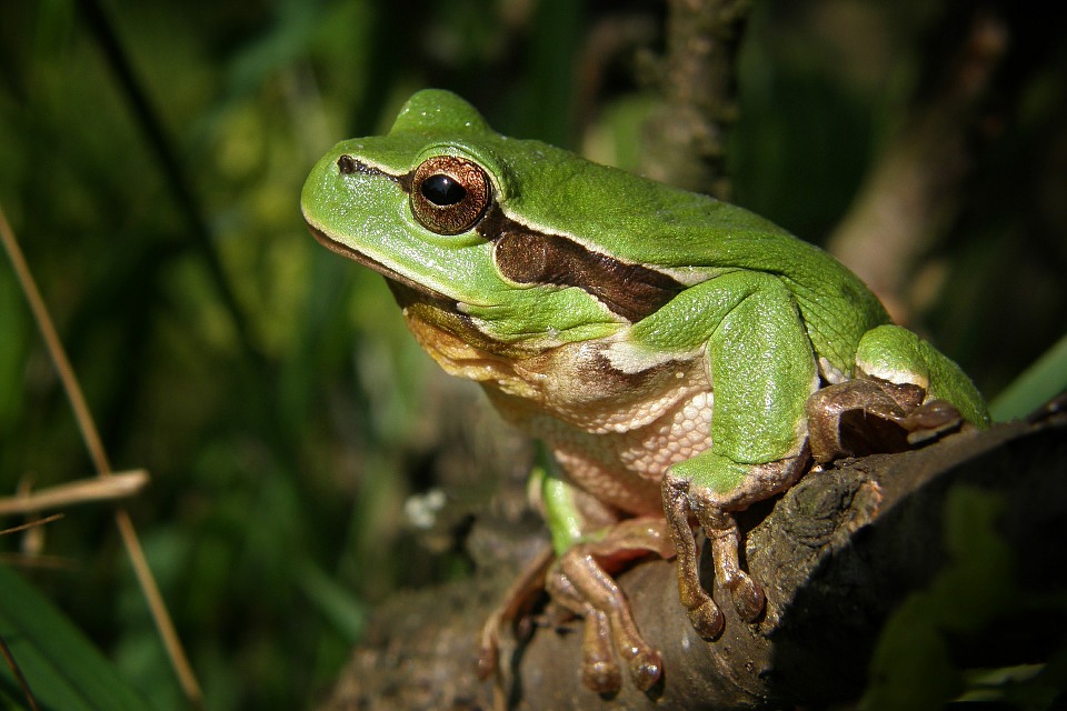 Chernobyl frogs 'turned brown'
