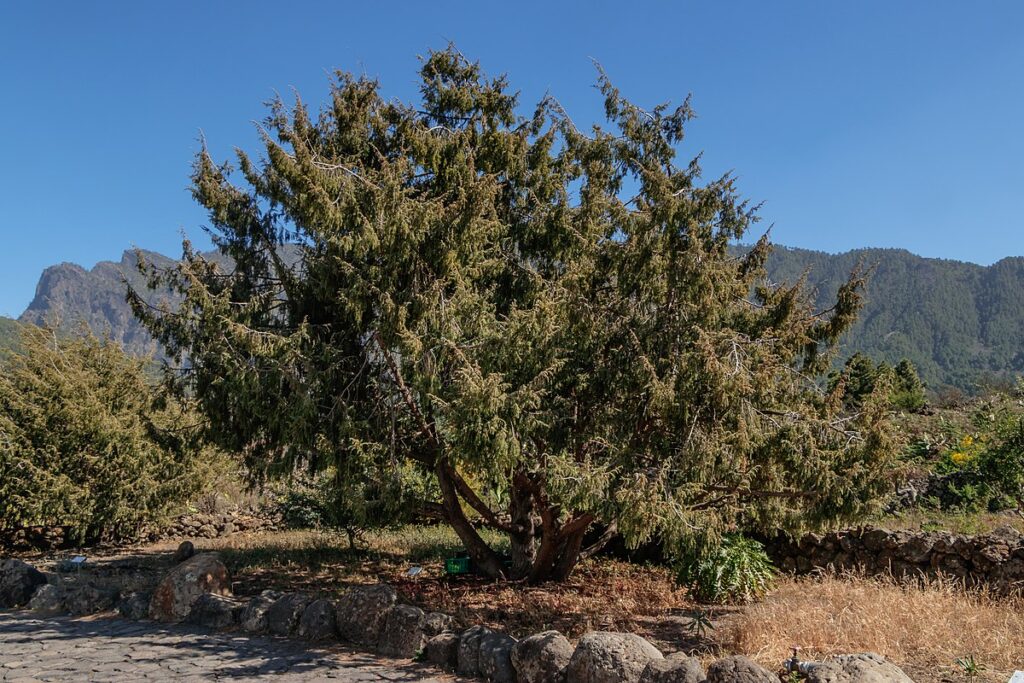 The oldest tree in Europe