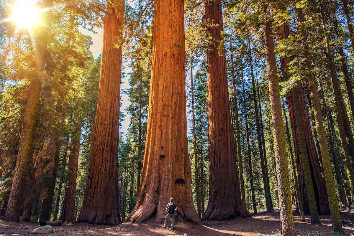 Trip to Sequoia National Park