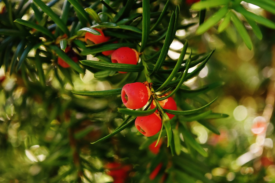 Common yew, centuries-old tree that connects us to the beyond