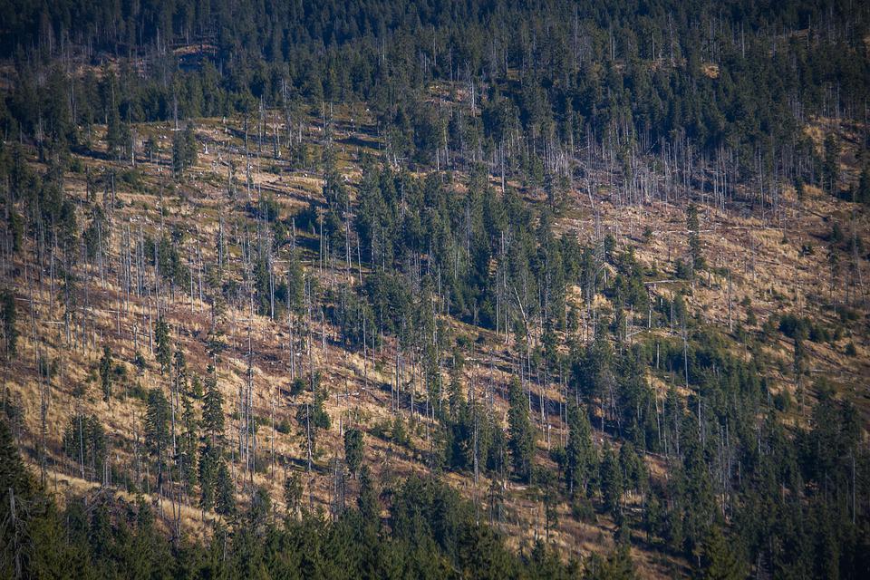 Agricultural expansion causes 90% of deforestation
