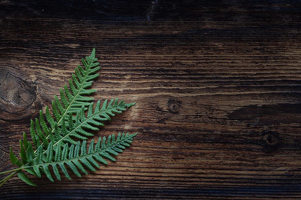 Could a little fern reverse global warming?
