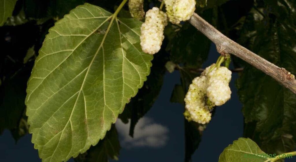 Mulberry leaves.  Properties and advantages