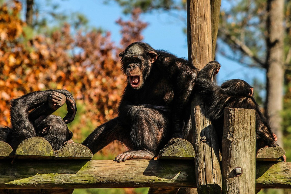 The secret language of chimpanzees