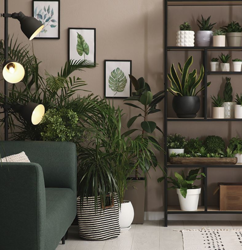 + 20 beautiful ways to decorate your home with indoor plants