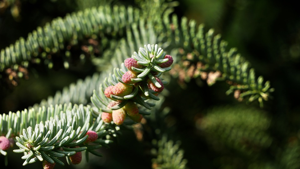 The Spanish fir adapts to drought thanks to its genes