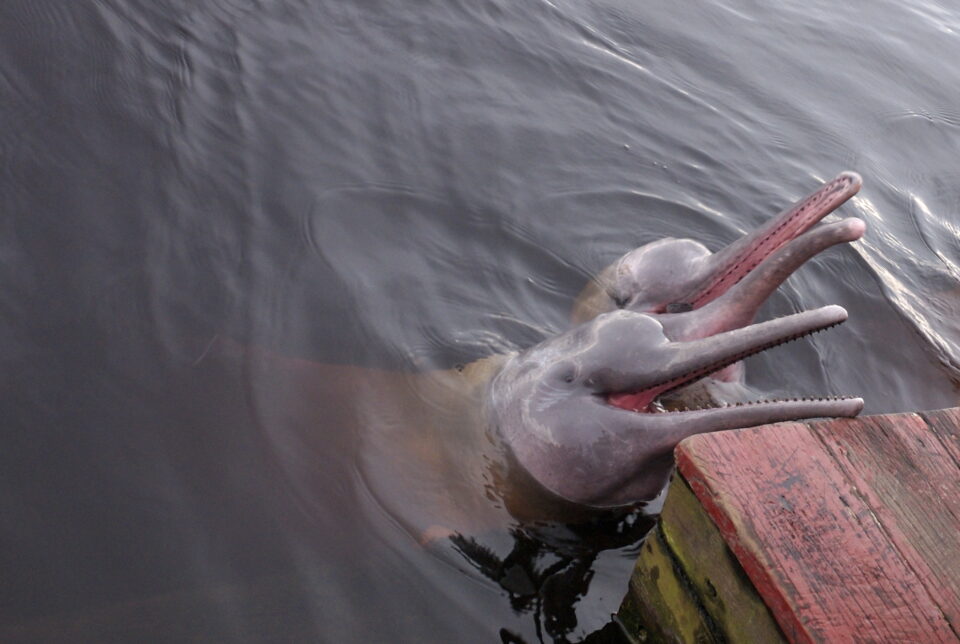 The population of river dolphins is decreasing