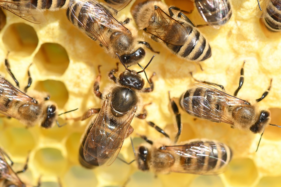 Bees increase atmospheric electrical charge