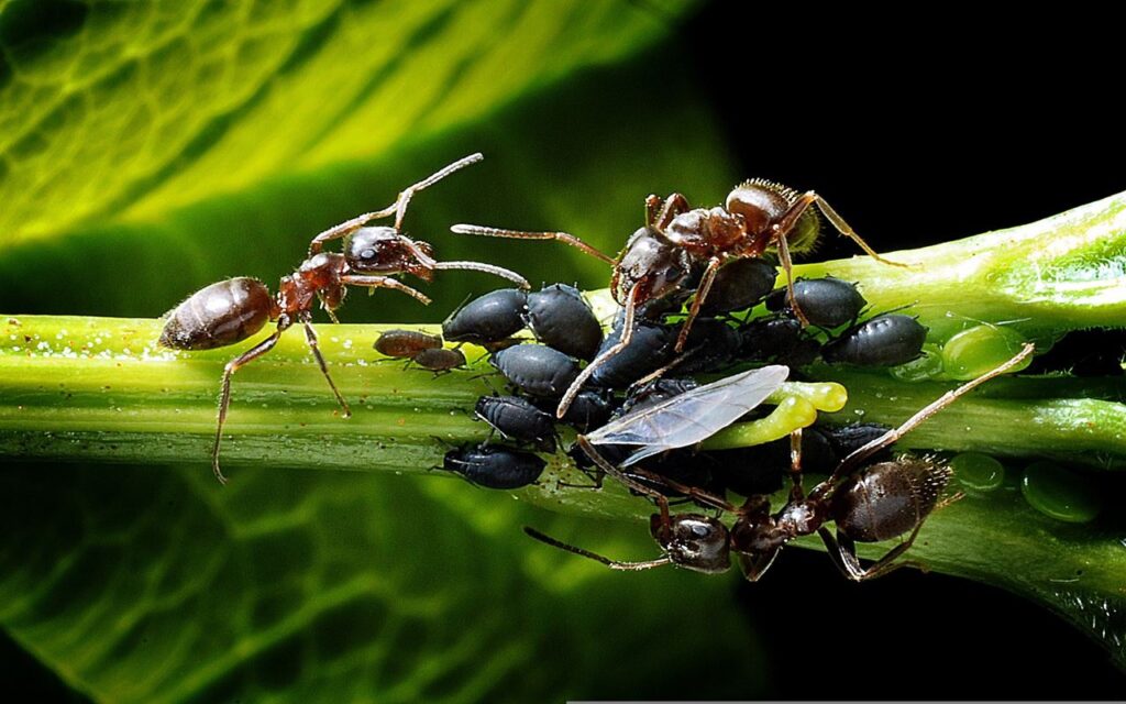hormigas y pulgones
