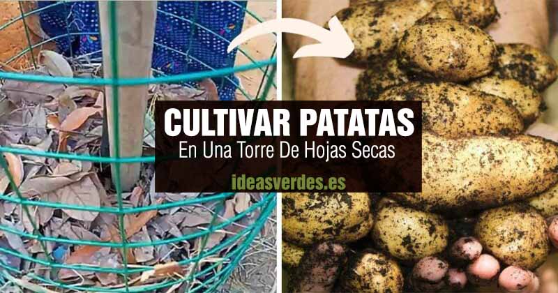 cultivar patatas en torre de hojas