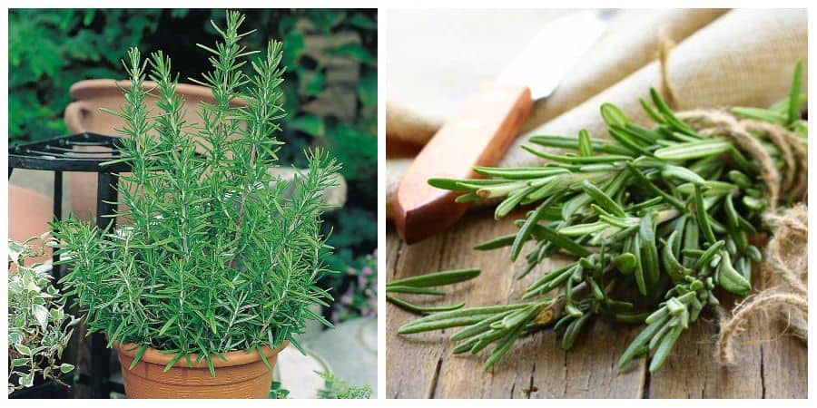 Plant rosemary in a pot.  2 ways to always have at home