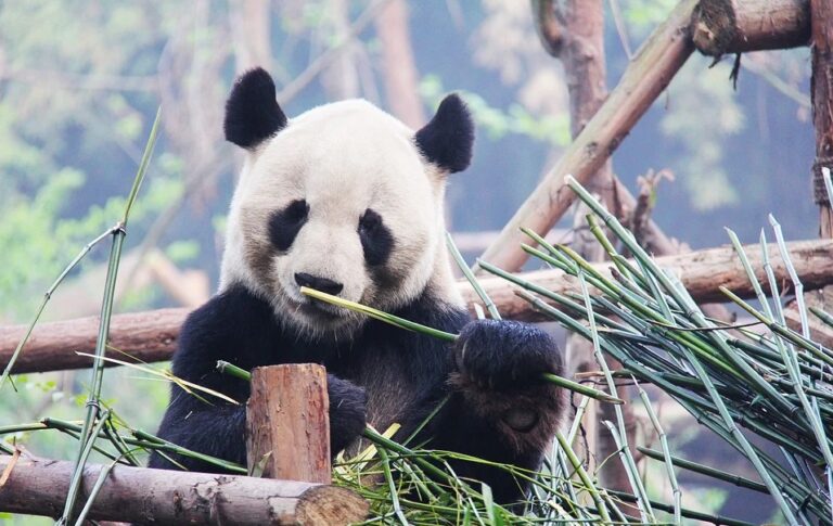 Deforestation threatens the giant panda
