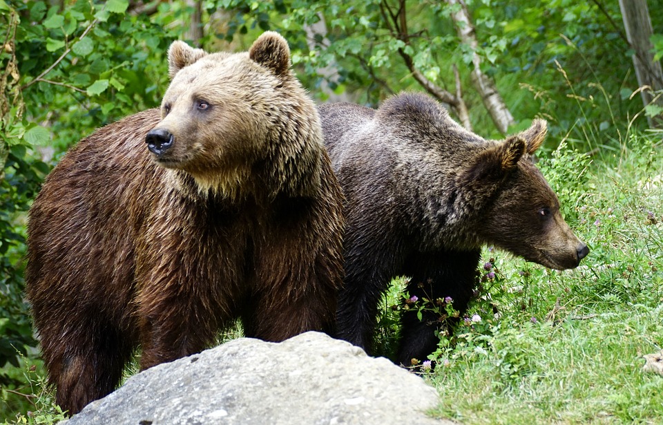 How do brown bears communicate?
