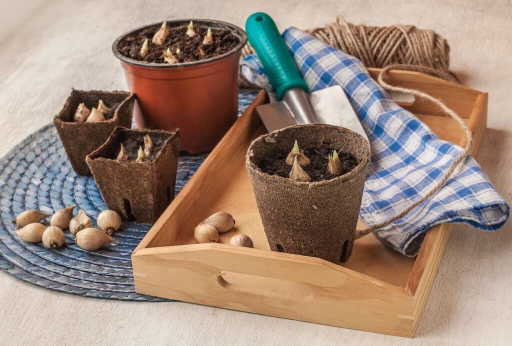 How to grow shallots from bulbs and seeds in pots