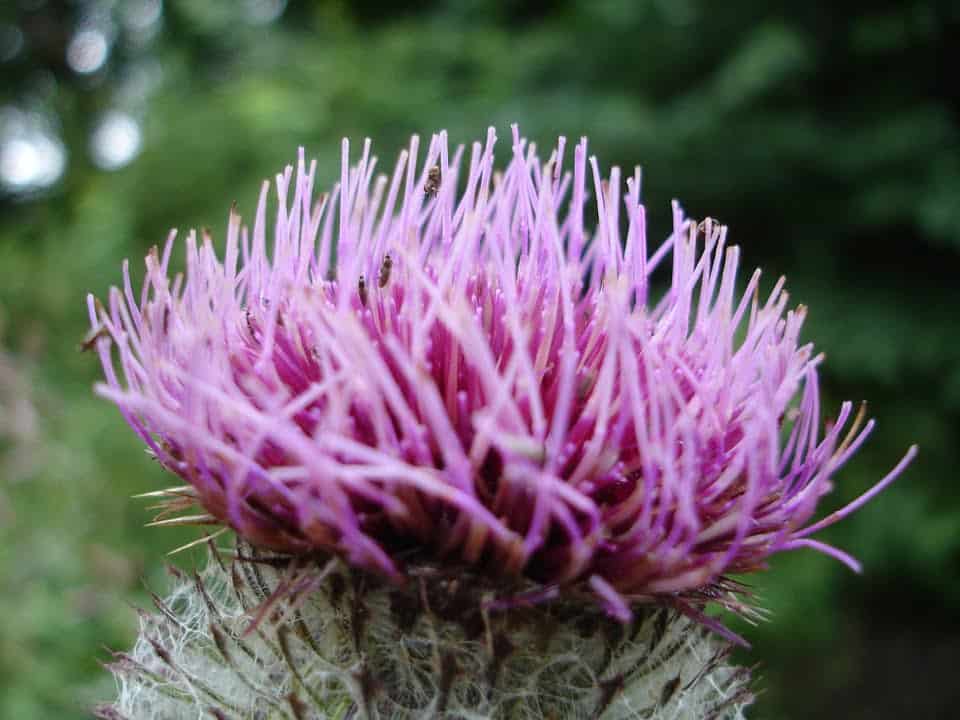 Milk thistle.  Properties, what it is for and 5 advantages