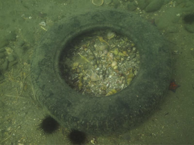 A tire in the sea is a hermit crab killing machine