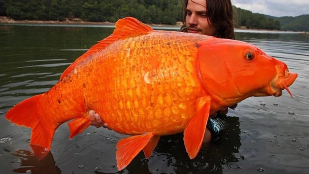 Un híbrido de pez dorado gigante tan pesado como un niño de 10 años nos recuerda de que no debemos abandonar nuestras mascotas