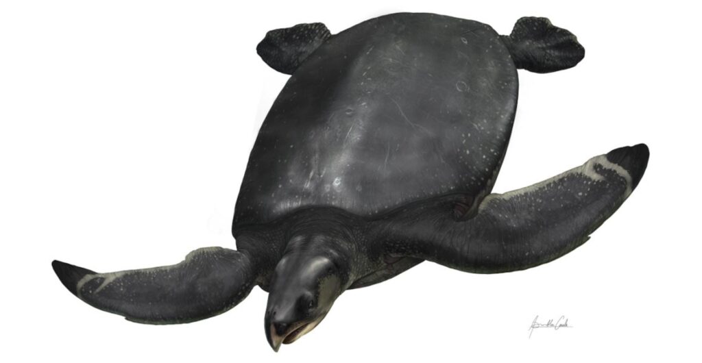 Científicos descubren en España una tortuga gigante del tamaño de un Volkswagen escarabajo
