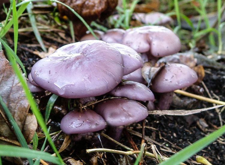 blue foot mushrooms