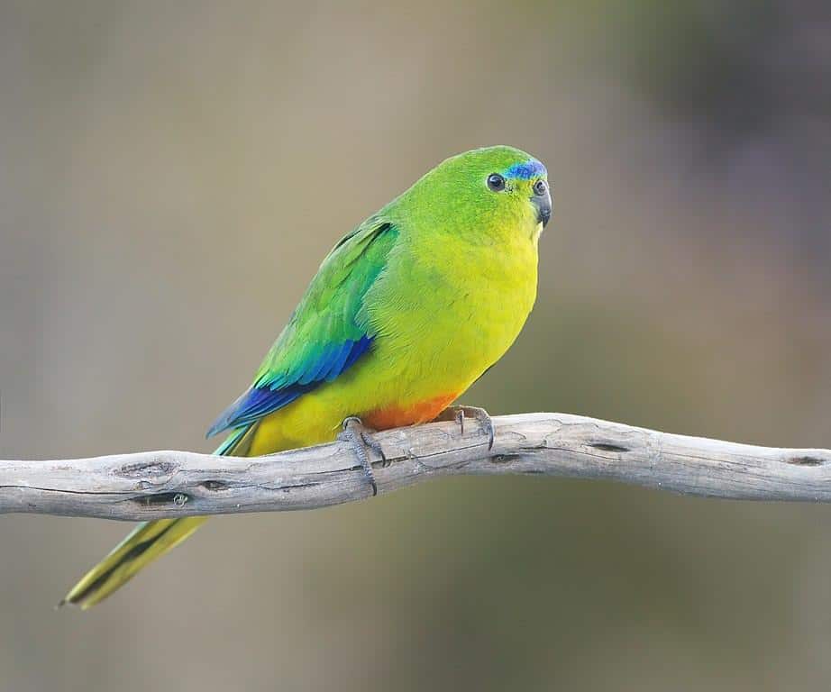 A wind farm project will have to close for five months of the year to protect parrots