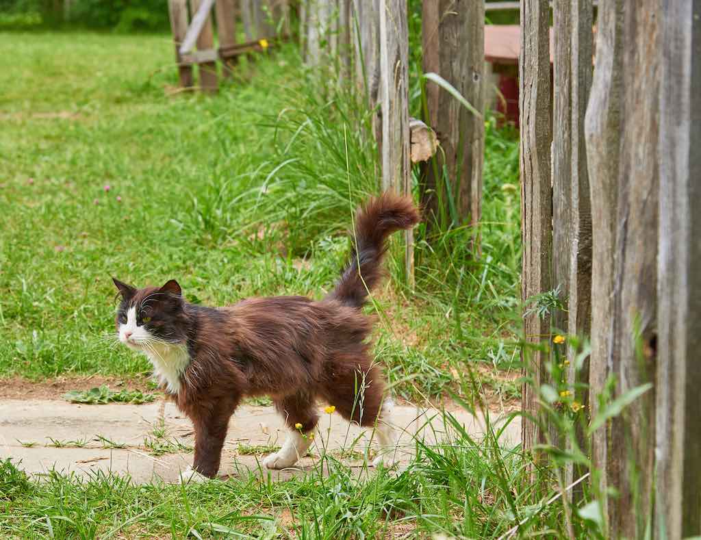 Methods to prevent cats from entering the orchard or garden