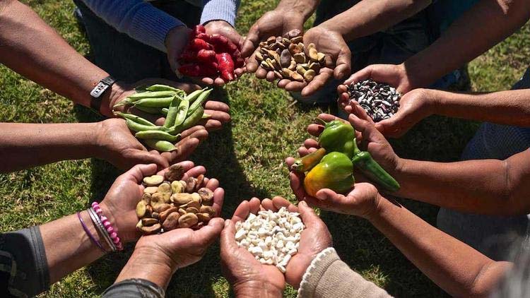semillas, UPOV, pueblos, comunidades, agroecología, soberanía alimentaria