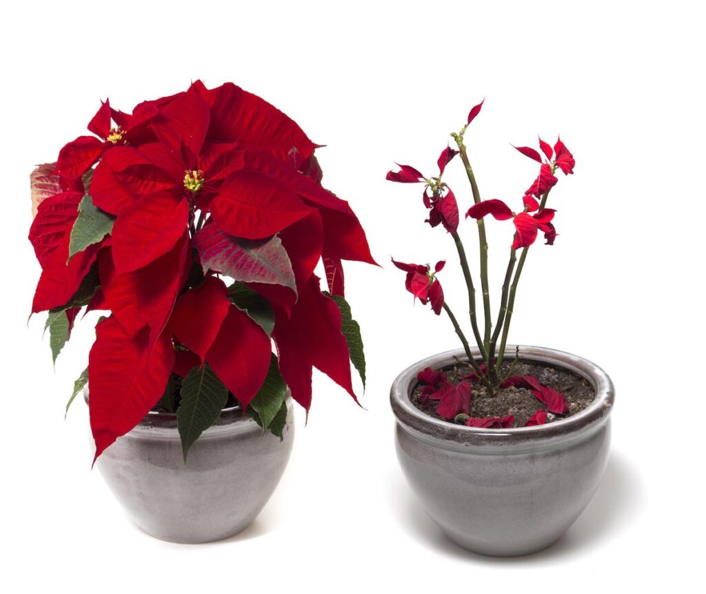 Tips and tricks to keep your poinsettia alive and blooming every year