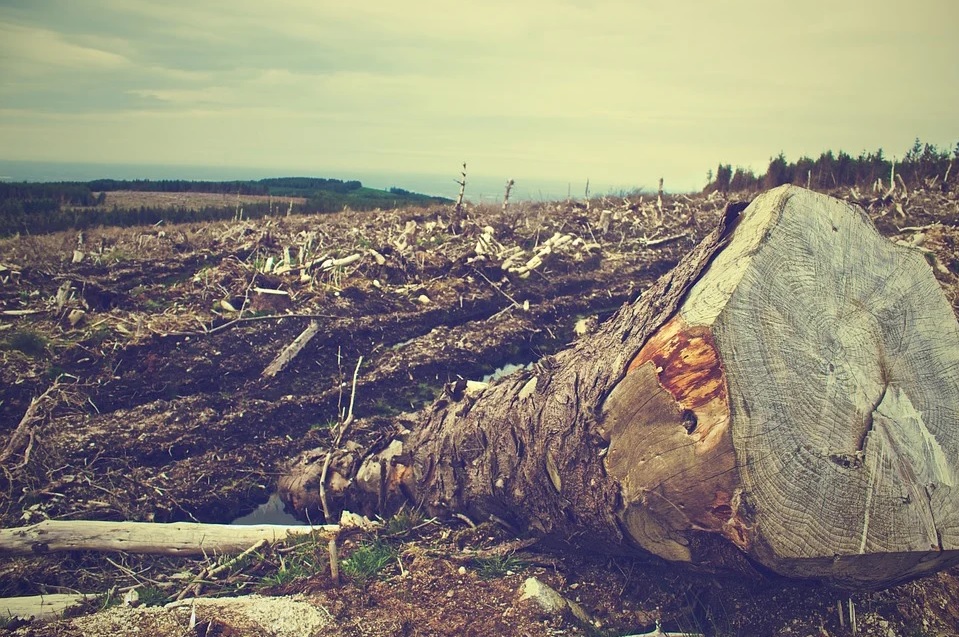 Deforestation, a serious global problem