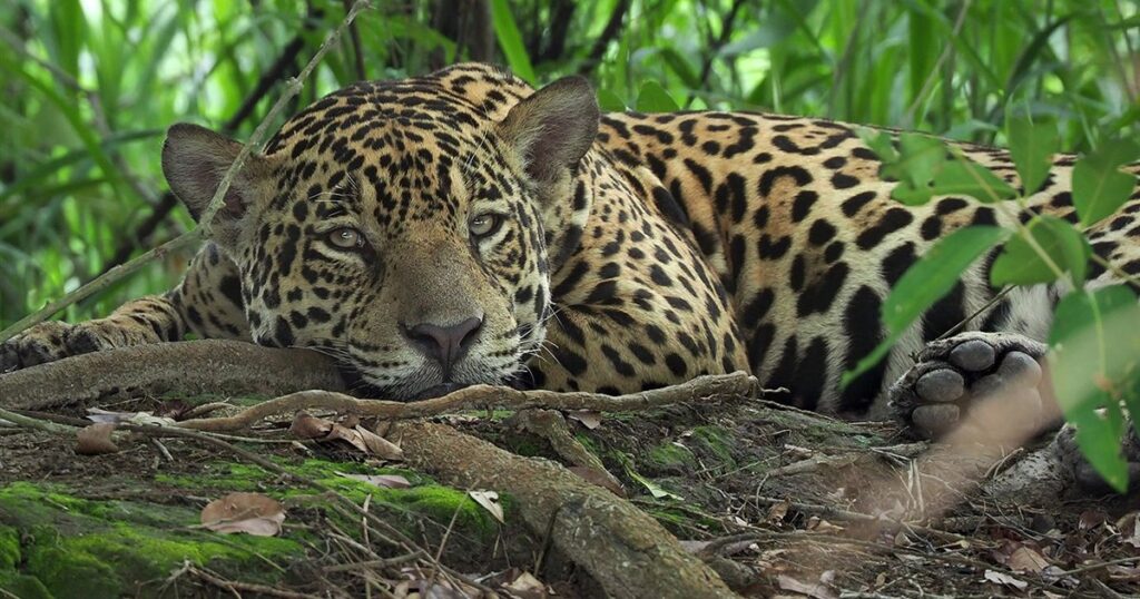 jaguares, jaguar, monitoreo, extinción, biodiversidad, conservación