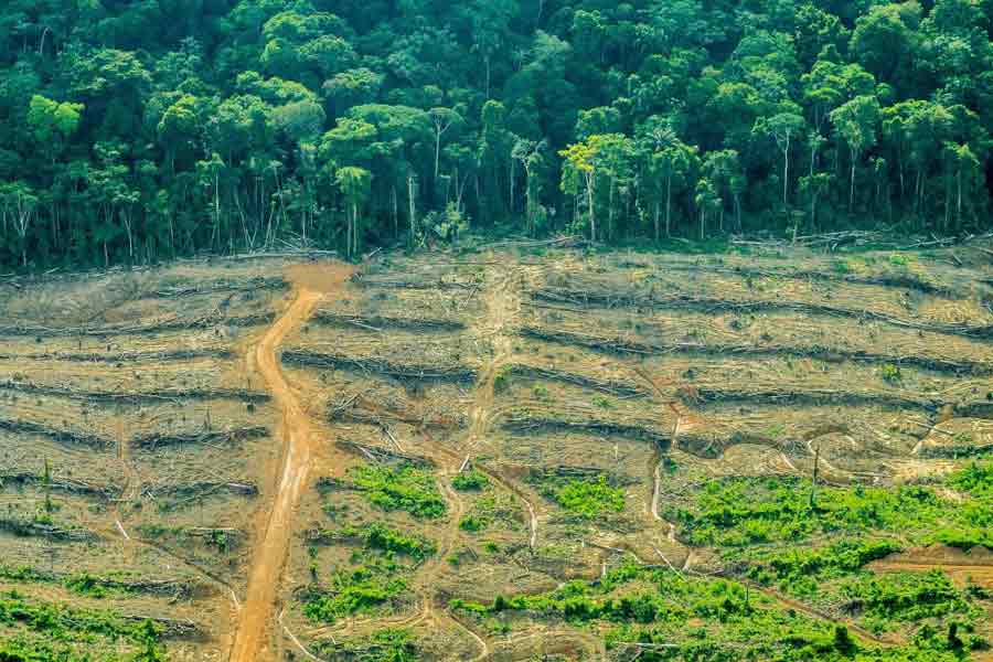 agricultura, destrucción de bosques, deforestación, incendios, sequía, biodiversidad, alimentos