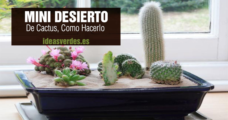 mini desierto de cactus en casa